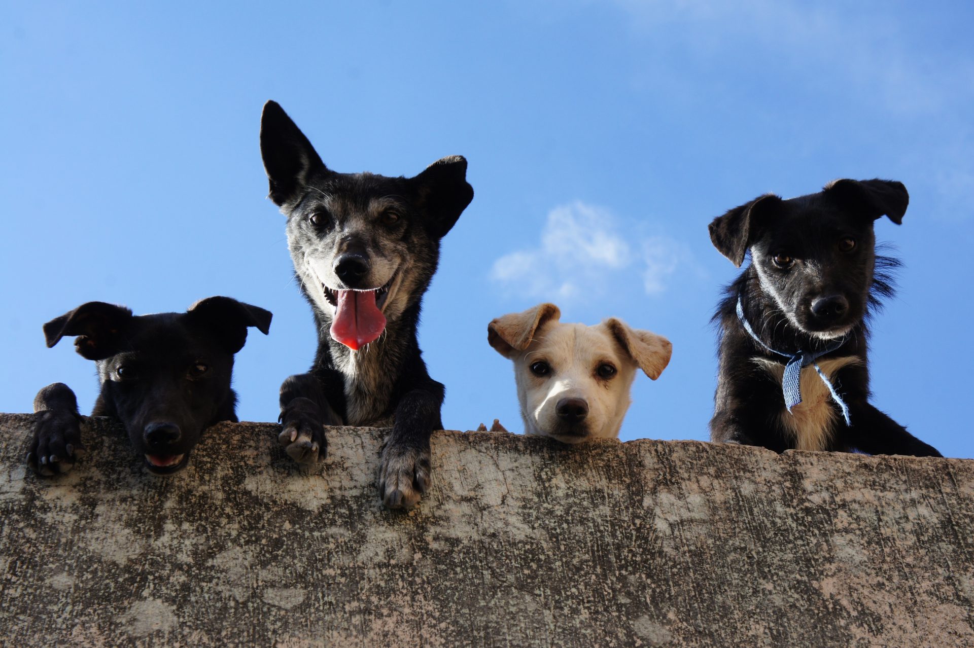 Dogs - Media Release Animal Cruelty