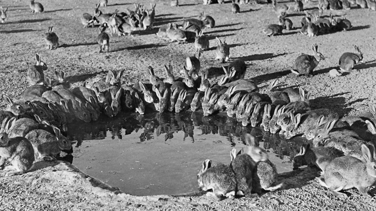 Riverrean Rabbit Media Release: Clancy calls for Urgent Action for Riverina Rabbit ...